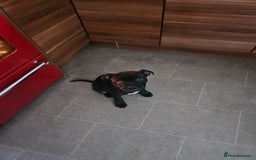 Staffordshire Bull Terrier dogs for sale: Stunning black girl - Image 11