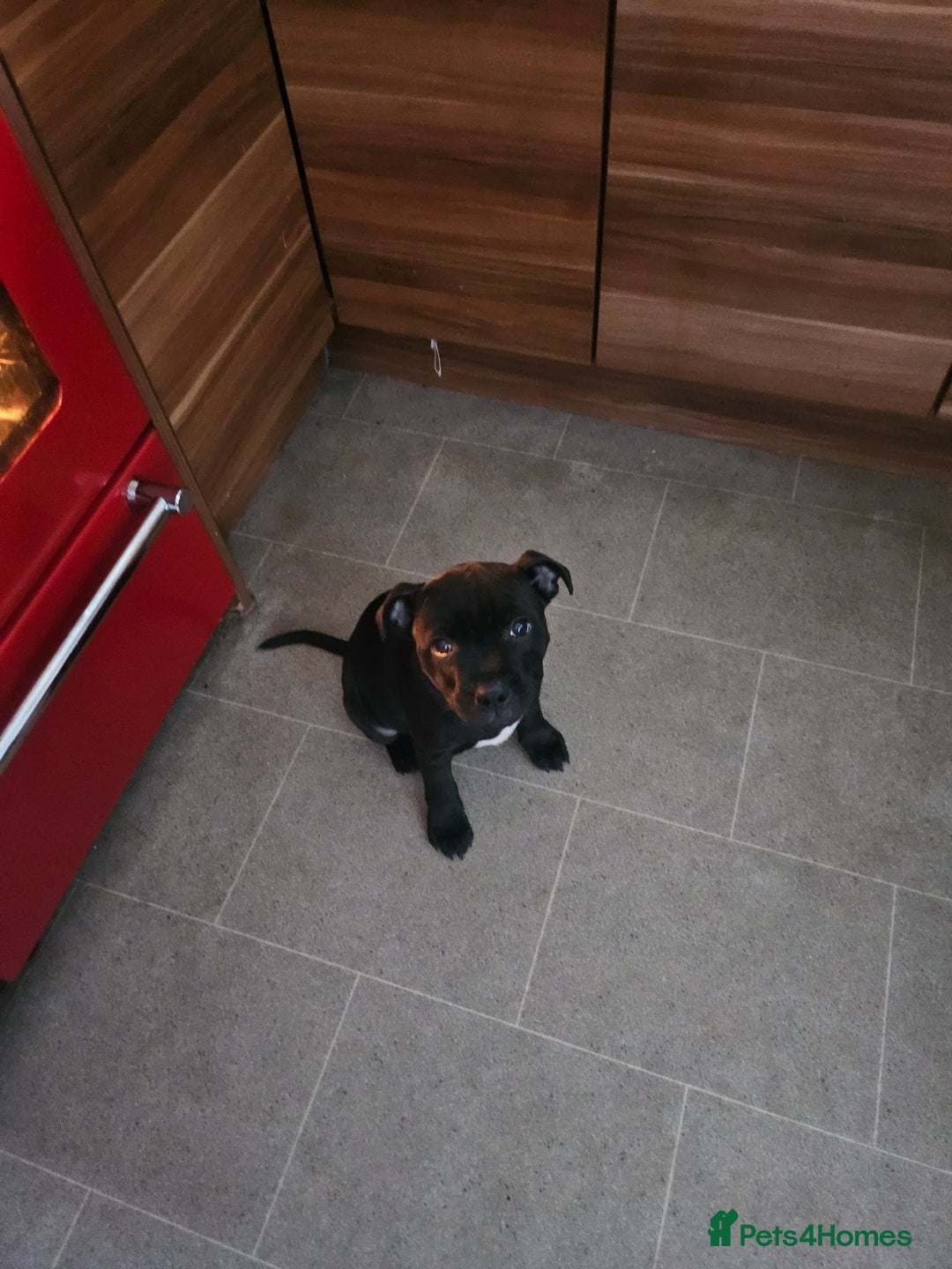 Staffordshire Bull Terrier dogs for sale: Stunning black girl - Image 11