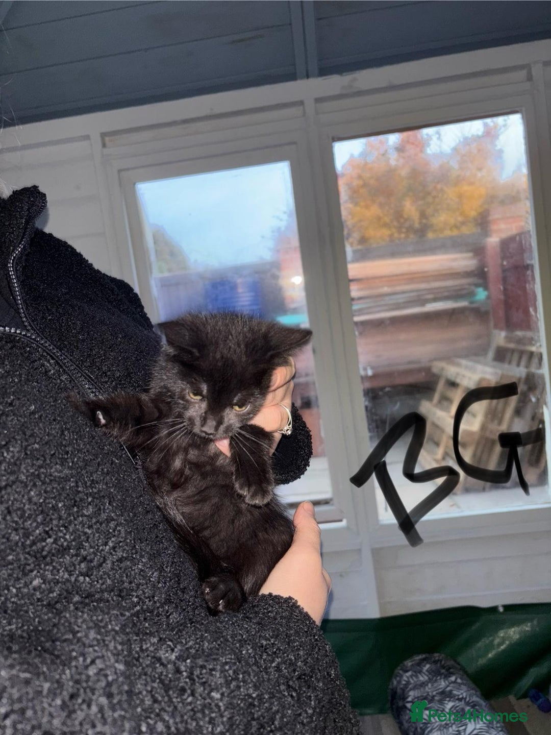 Mixed Breed cats for sale: Kittens for sale  - Image 2