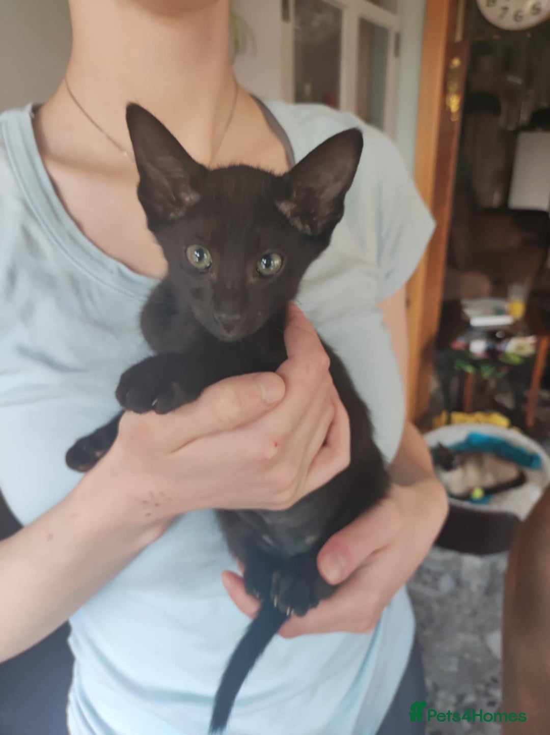 Oriental cats for sale: Oriental kittens - Image 3