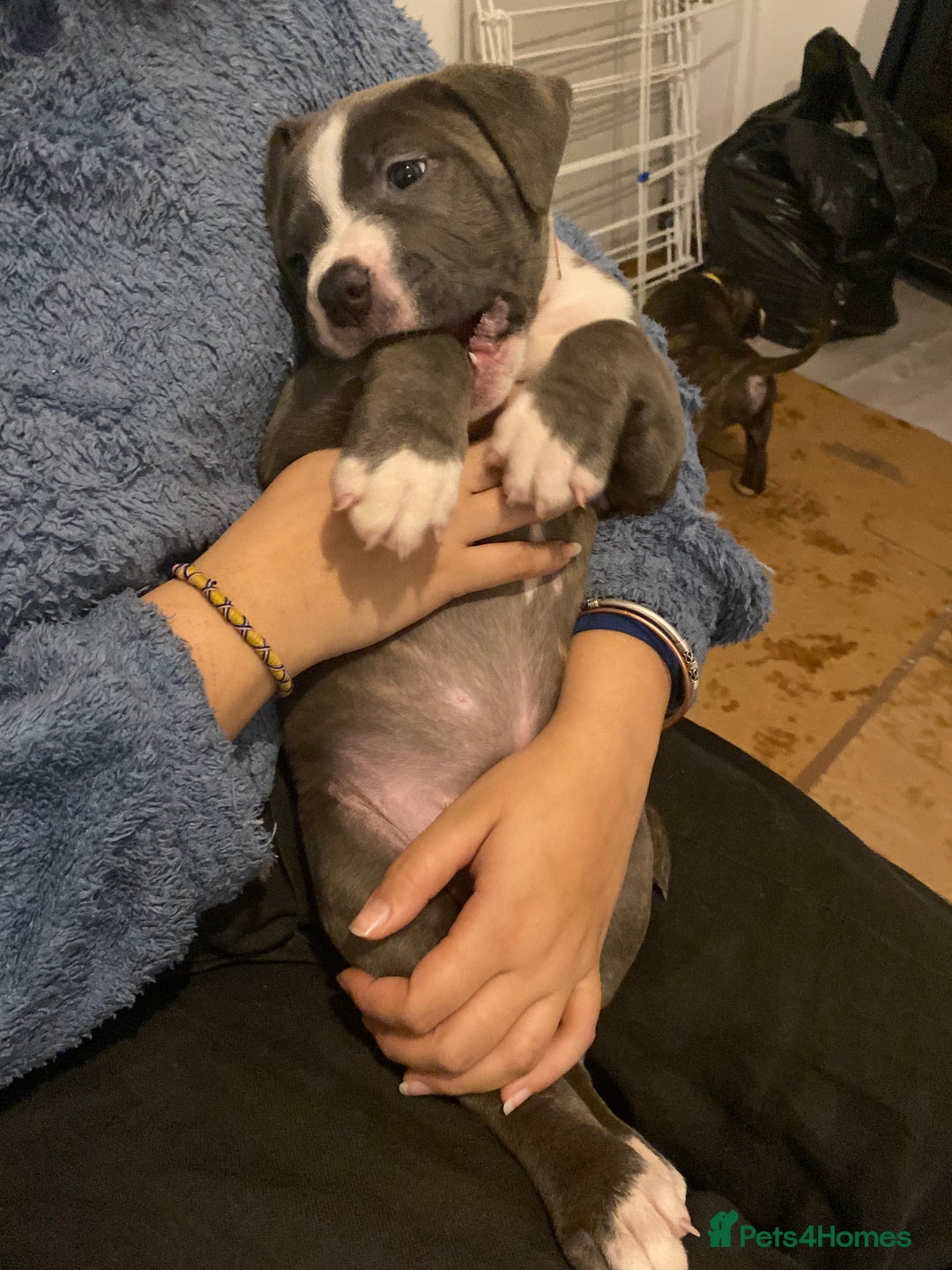 Mixed Breed dogs for sale: Scott American Bulldog Cross  - Advert 16