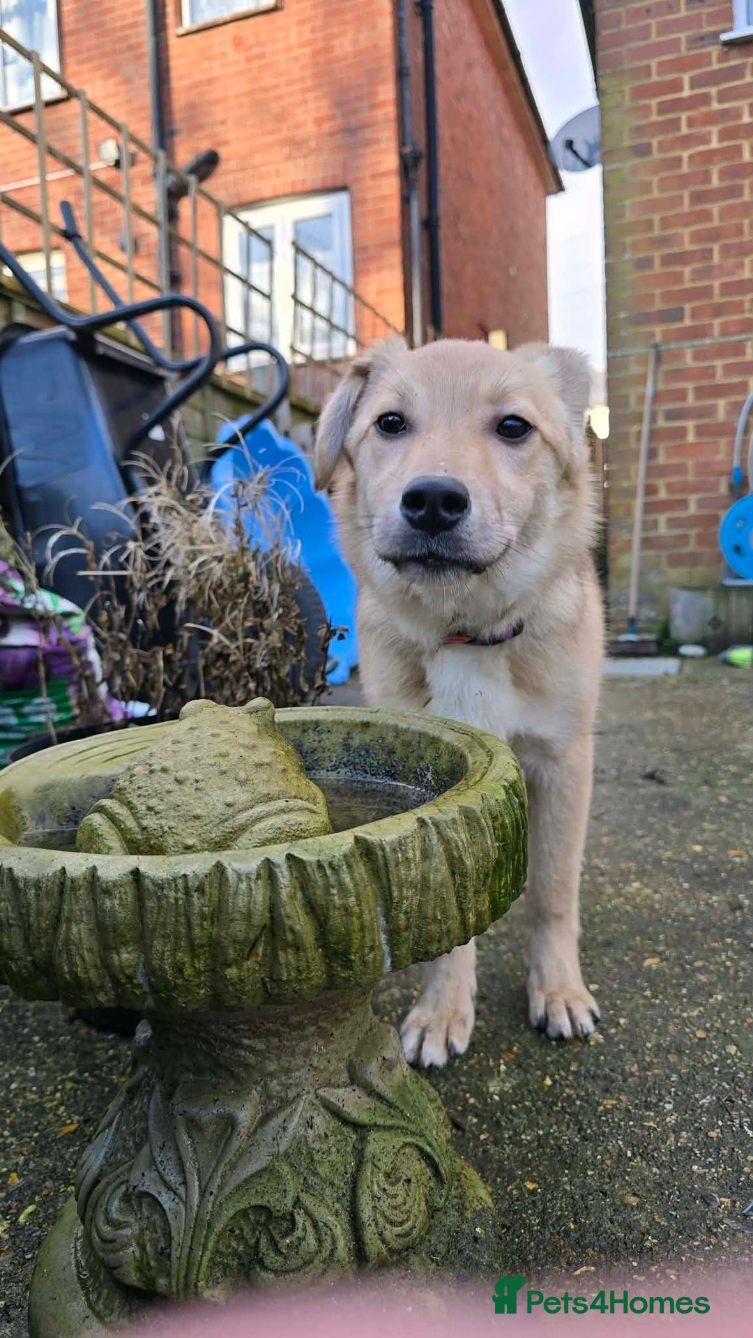 Mixed Breed dogs for adoption: Aramis for adoption - Advert 8