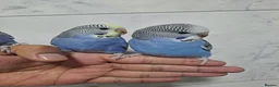 Budgerigars birds for sale: Beautiful Hand-Tamed Baby Budgies - For sale - Advert 11