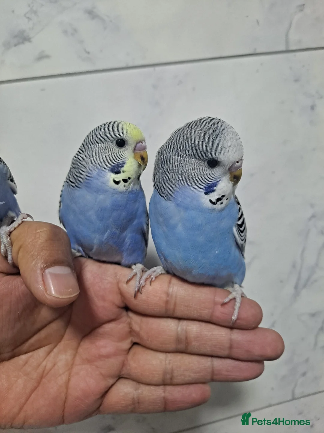 Budgerigars birds for sale: Beautiful Hand-Tamed Baby Budgies - For sale - Advert 11