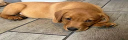 Labrador Retriever dogs for sale: Ready now lab pups - Advert 8