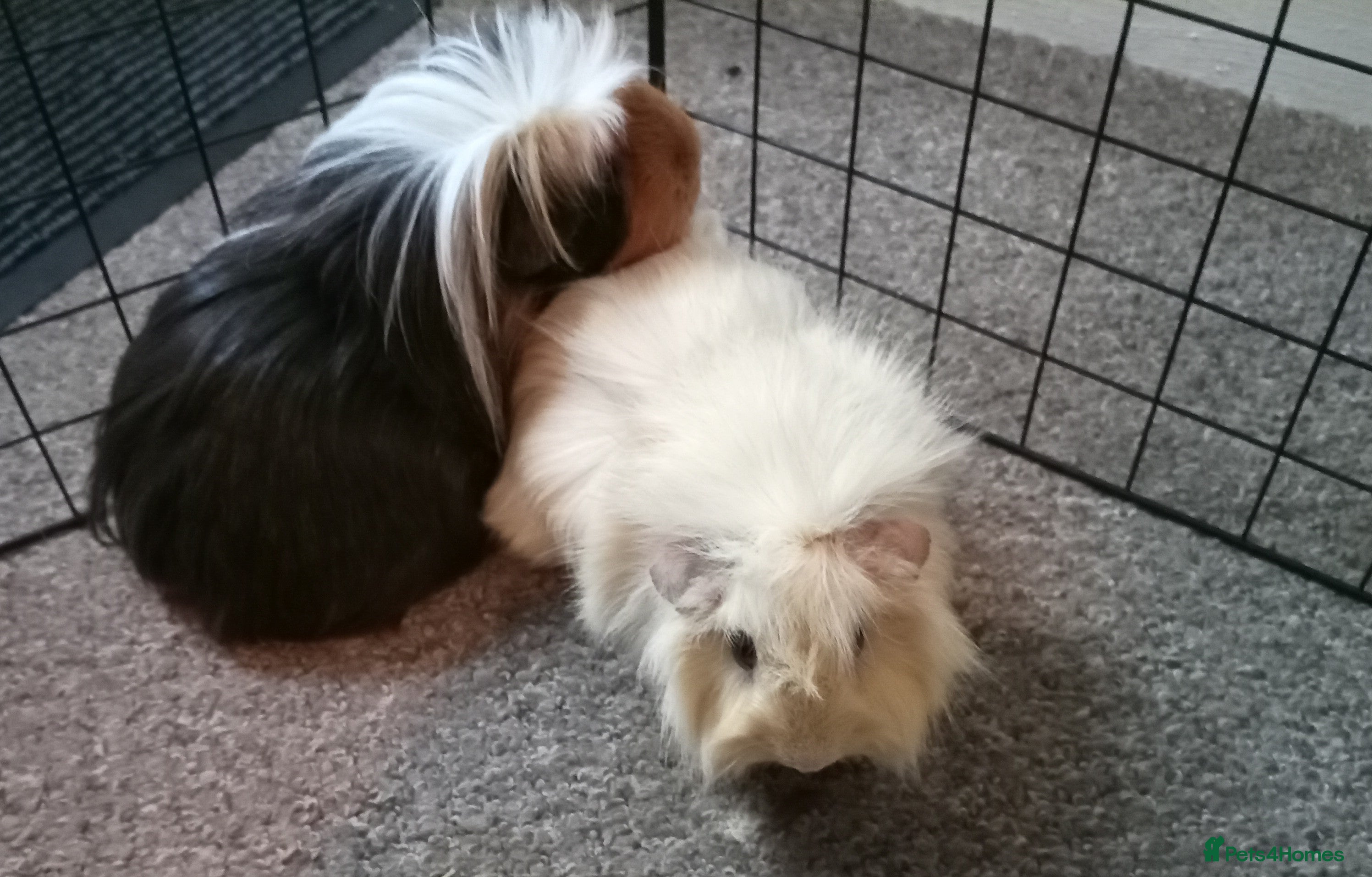 Guinea Pig rodents 2 male guinea pigs - Advert 18