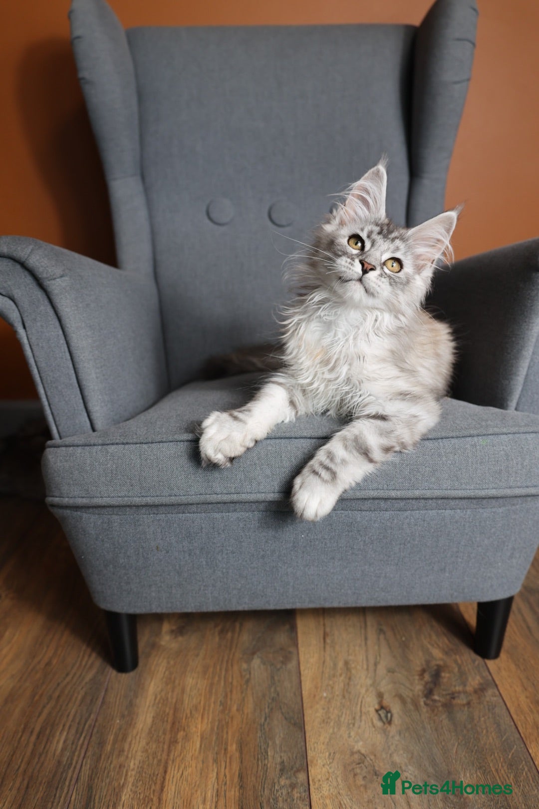 Maine Coon cats TICA Pedigree🧬health tested Maine coon 🩶 Ready - Advert 2