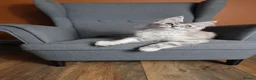Maine Coon cats for sale: TICA Pedigree Maine coon🧬health tested - Advert 24