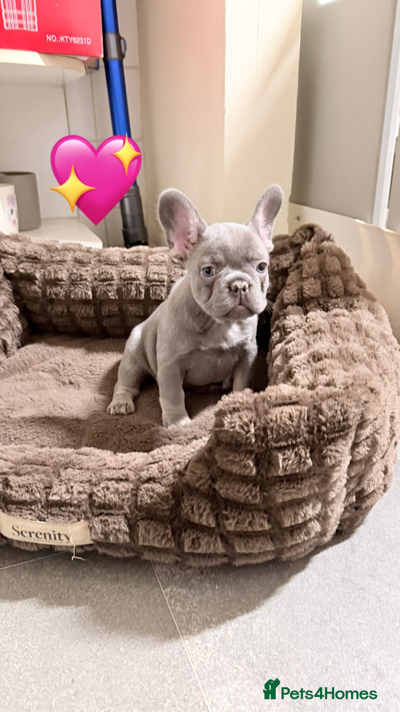 French Bulldog dogs FrenchBulldog Puppies  - Advert 3