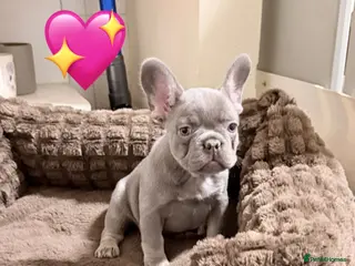 French Bulldog dogs FrenchBulldog Puppies - Advert 3