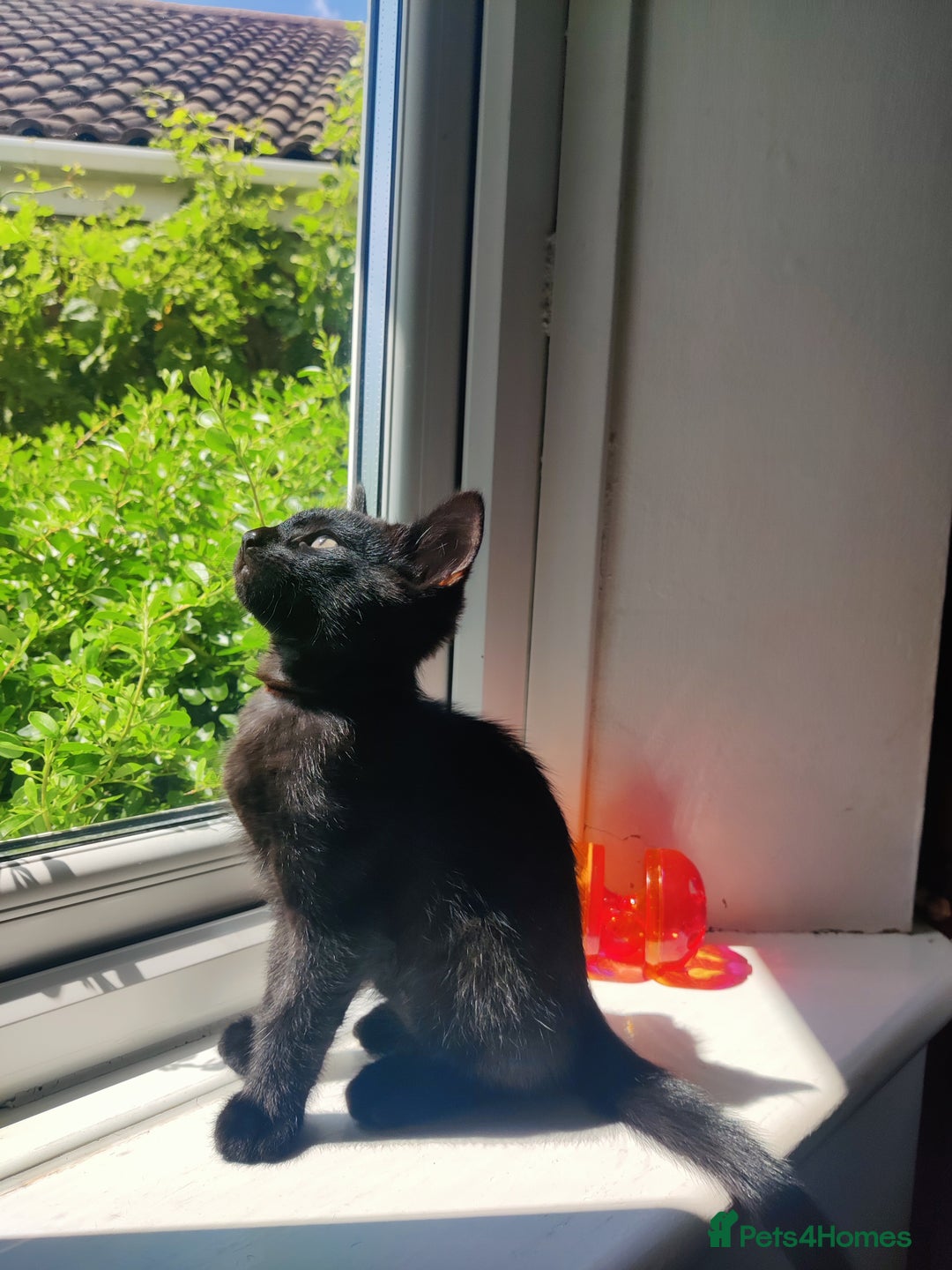 British Shorthair cats for sale: Lucky Black Cats 3 Male Kittens British Short Hair in Coalville - Image 3