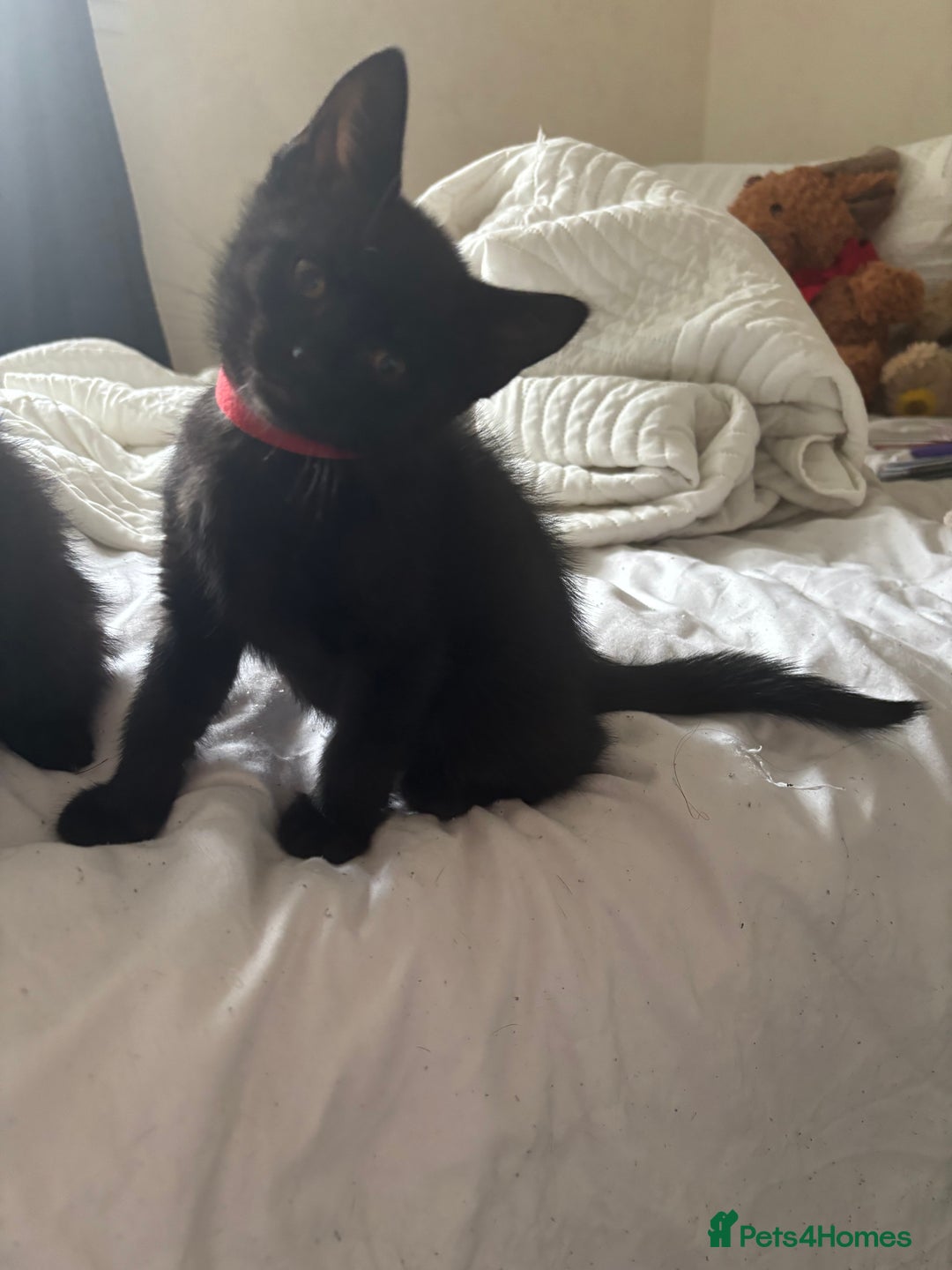 British Shorthair cats for sale: 5 BSH kittens (Grey Kitten GONE) - Image 31