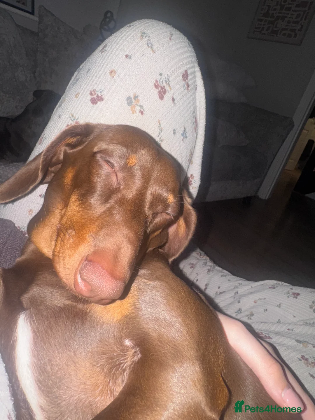 Dachshund dogs for sale: Mabel the Dachshund 🐶 REHOME FOR FREE  - Advert 5