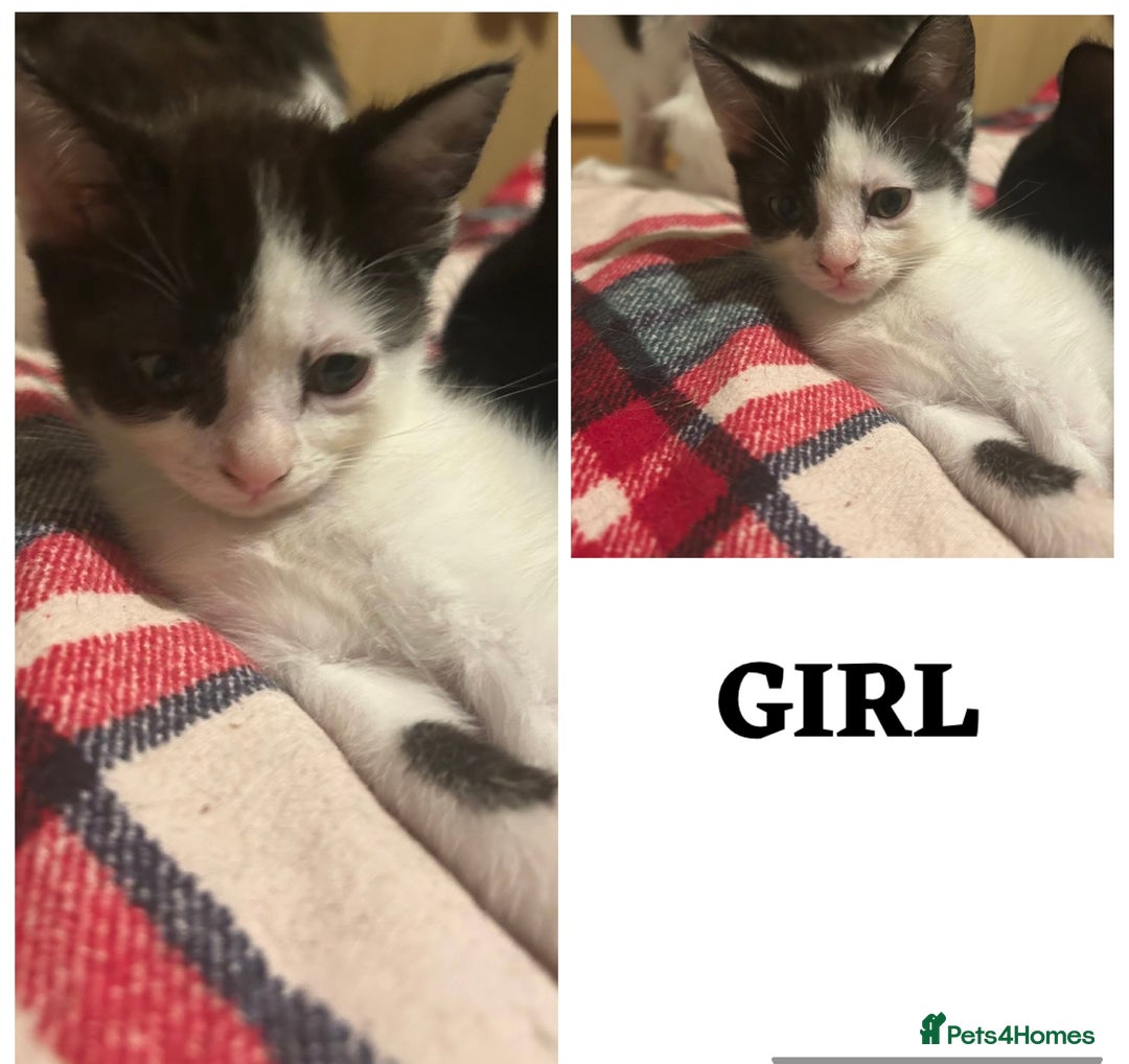 Mixed Breed cats for sale: 4 Beautiful kittens ready for new home  - Advert 5