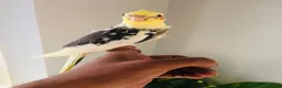 Cockatiels birds for sale: Beautiful hand tamed cockatiels for sale. - Advert 14