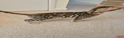 Bengal cats for sale: Stunning Pedigree Bengal Kittens - Advert 13