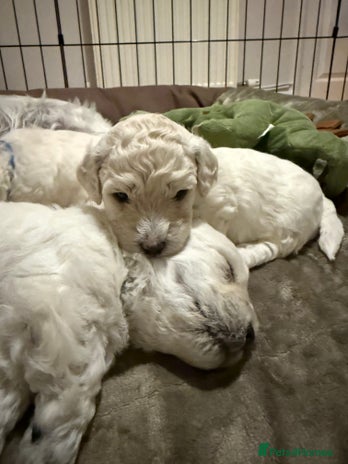 Poochon dogs - Advert 1