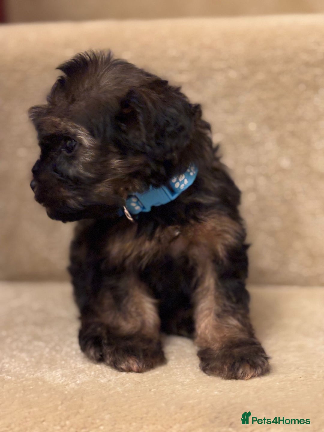 Cavapoo dogs for sale: F1A Cavapoos - Advert 4