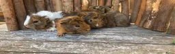 Guinea Pig rodents for sale: Abyssinian/ long-haired babies - Advert 33