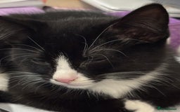 Domestic Shorthair cats for sale: Healthy 12-Week-Old Kittens — (Wormed, Ready Now!) - Image 20