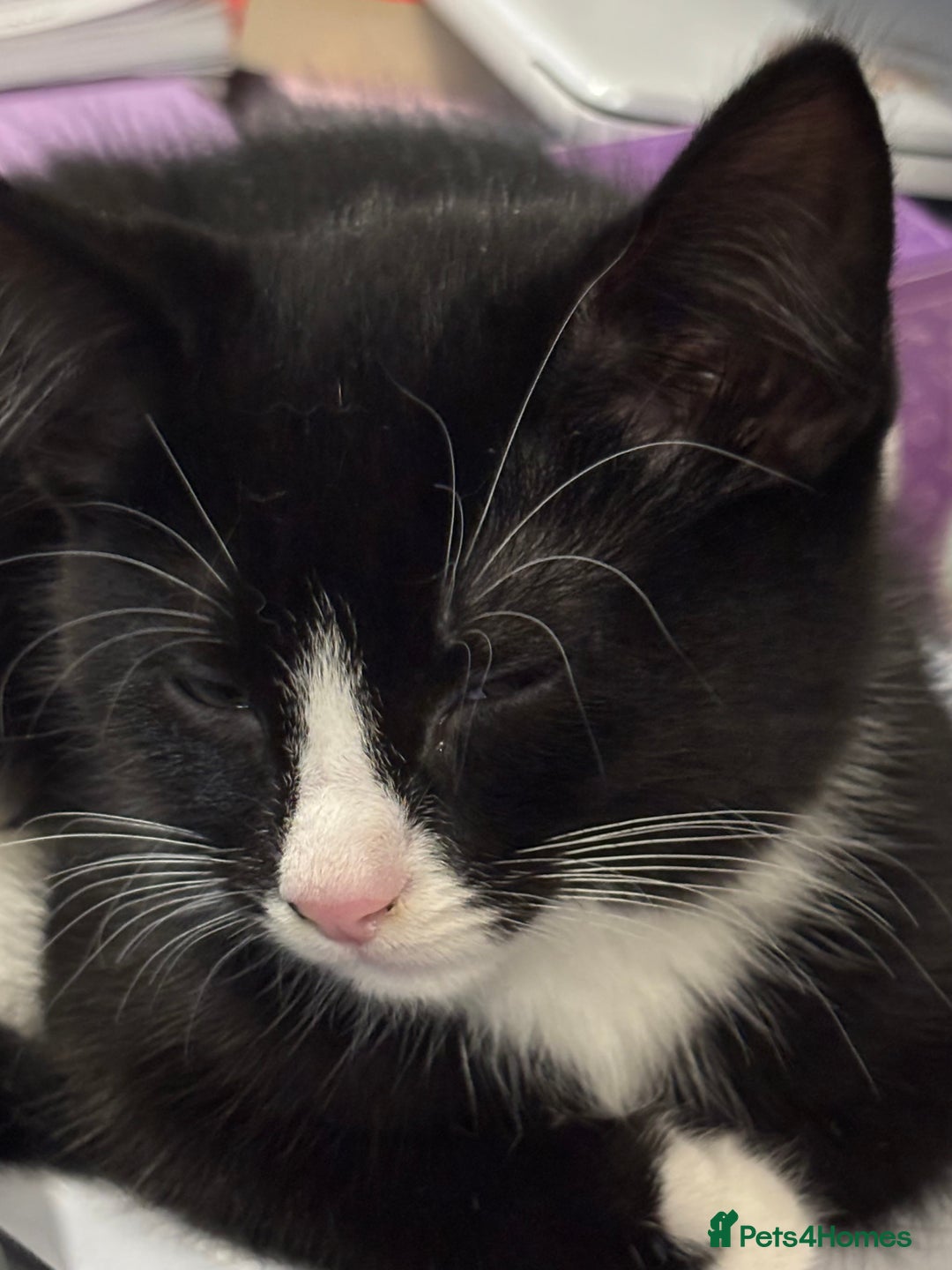 Domestic Shorthair cats for sale: Healthy 12-Week-Old Kittens — (Wormed, Ready Now!) - Image 20