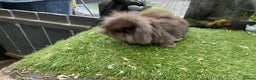 Mini Lop rabbits for sale: Baby mini lops and mini lion lop baby rabbits - Advert 18