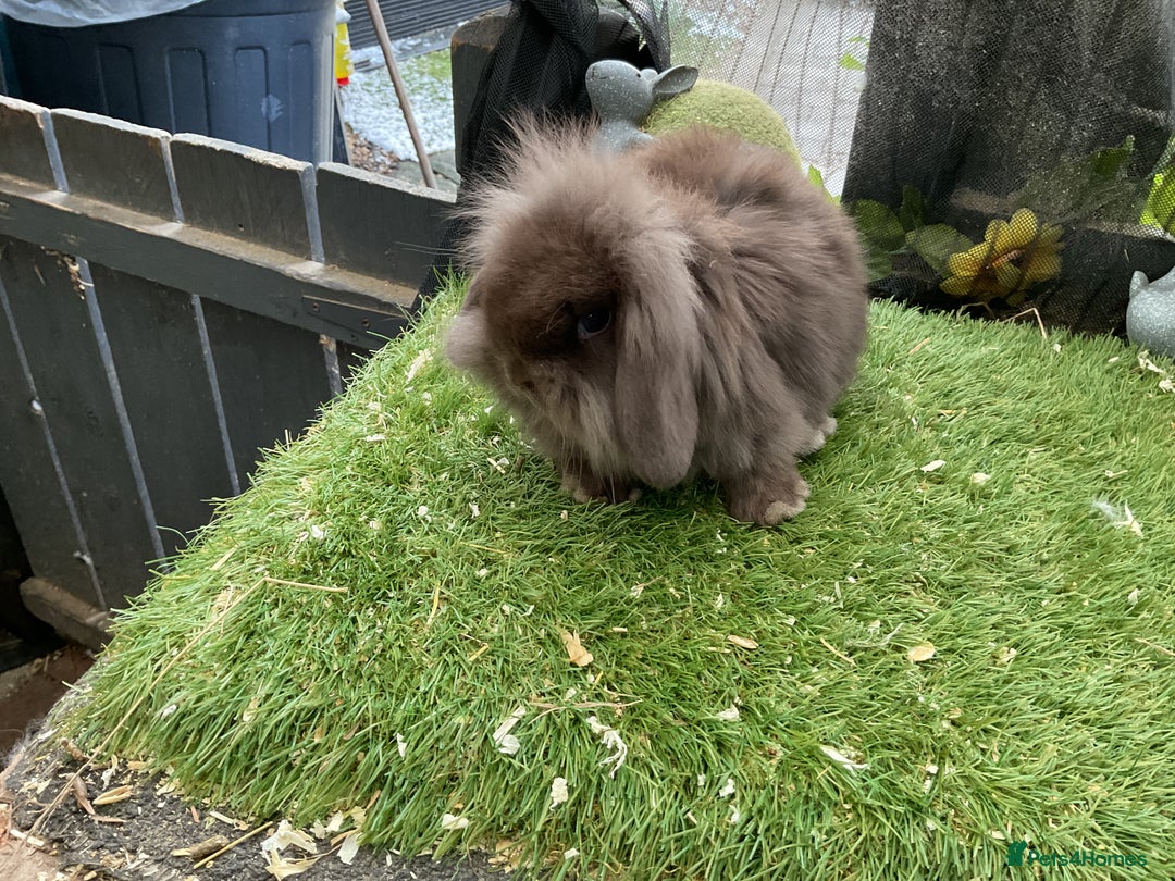 Mini Lop rabbits for sale: Baby mini lops and mini lion lop baby rabbits - Advert 18