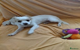 Mixed Breed dogs for adoption: Beautiful and Gentle NIVA - for a Loving Home - Image 13