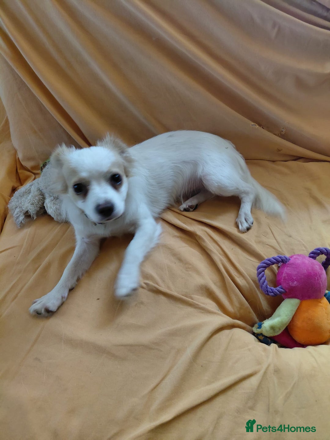Mixed Breed dogs for adoption: Beautiful and Gentle NIVA - for a Loving Home - Image 13