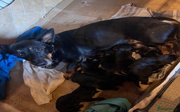 Lancashire Heeler dogs for sale: Lancashire Heelers - Image 5