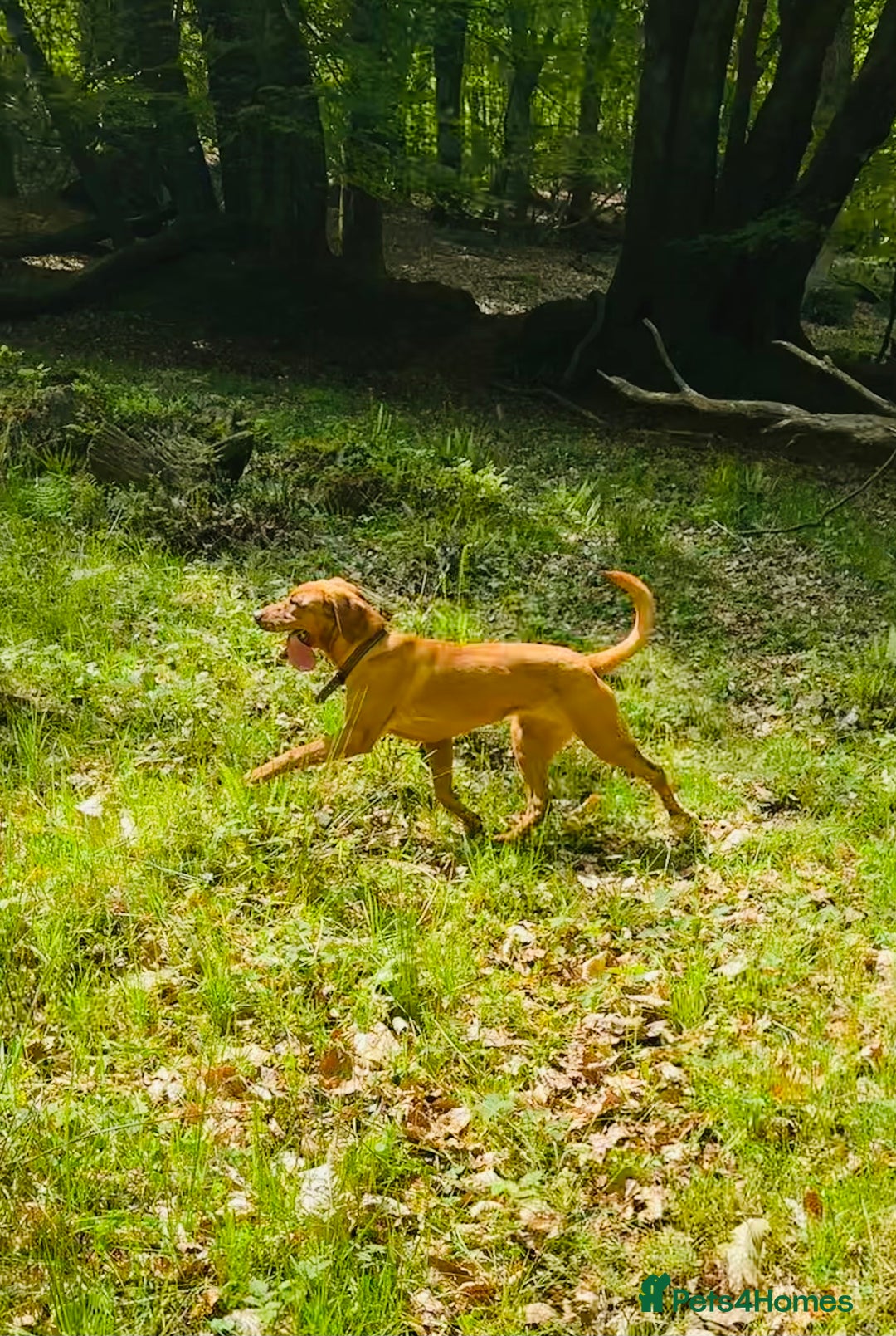 Labrador Retriever dogs for sale: Beautiful kc reg red labs. WORKING LINES - Image 19