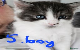 Mixed Breed cats for sale: Fluffy kittens for sale - Image 2
