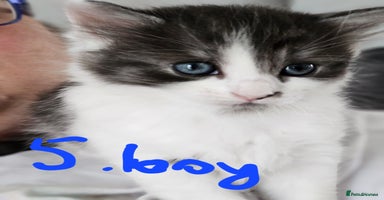 Mixed Breed cats - Advert 2