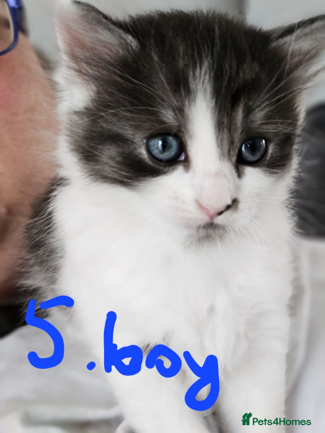 Mixed Breed cats for sale: Fluffy kittens for sale - Image 2