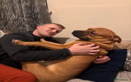 Mixed Breed dogs for sale: Bullador - Image 2