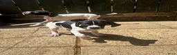 Pointer dogs for sale: *3 Boys Left* KC English Pointers *Ready Now* - Advert 3