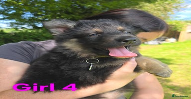 German Shepherd dogs - Advert 2