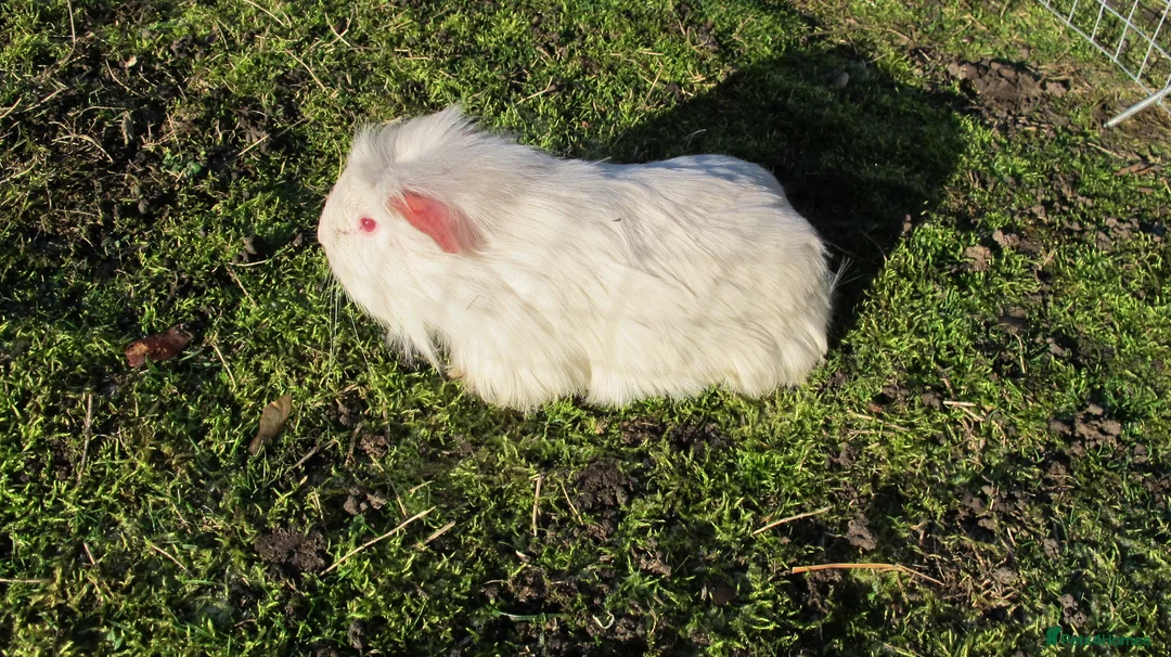 Guinea Pig rodents for sale: Male & Female guinea pigs various types & colours - Advert 8
