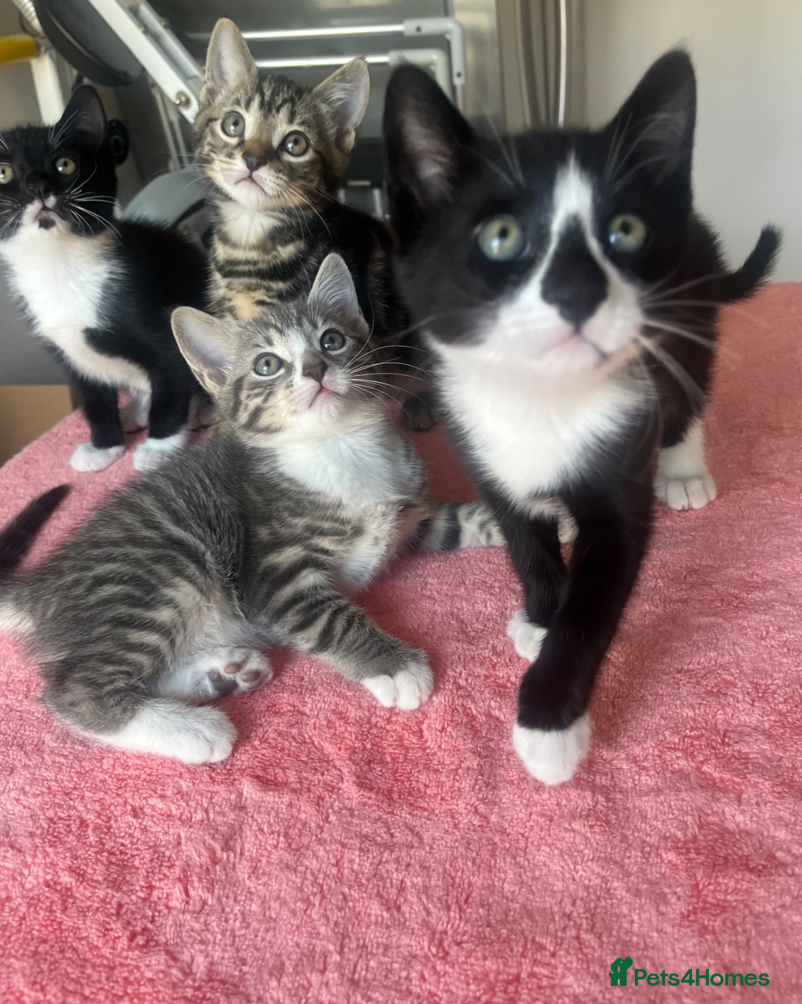 Mixed Breed cats 4 x Adorable Loving Kittens Ready NOW! - Advert 5