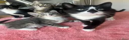 Mixed Breed cats for sale: 4 x Adorable Loving Kittens Ready NOW! - Advert 6