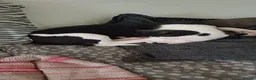 Mixed Breed dogs for sale: 11 month old dog  - Advert 4