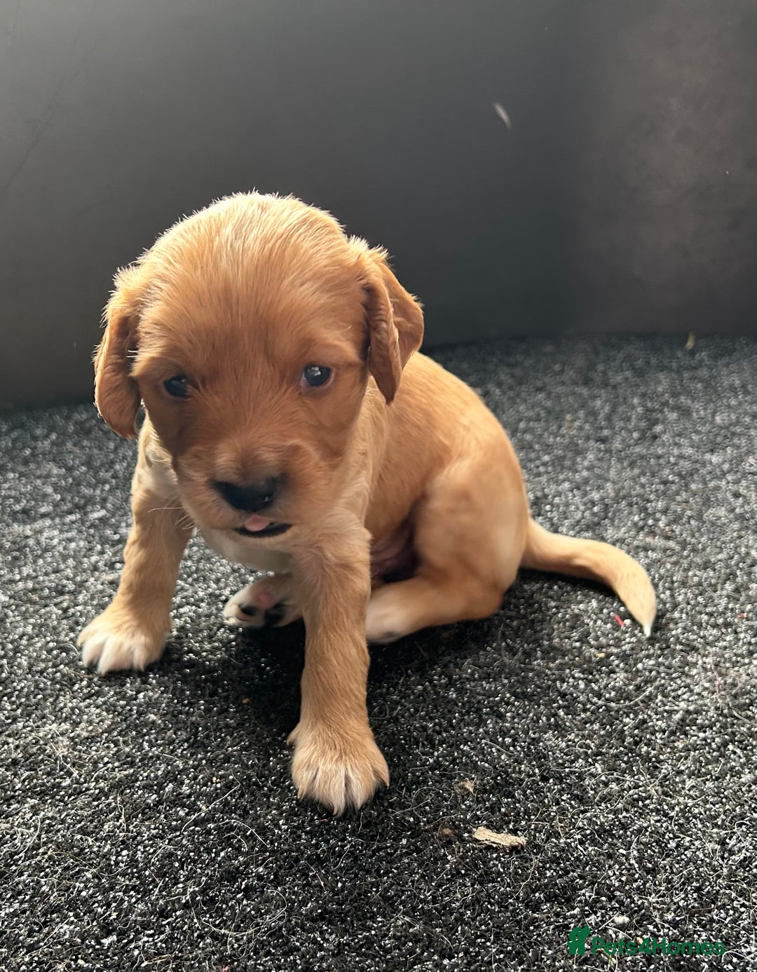 Cockapoo dogs for sale: Cockapoo puppies ginger/golden - Advert 15