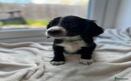Sproodle dogs for sale: Beautiful Sproodle pups  - Image 11