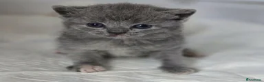 Scottish Fold 3