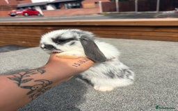 Mini Lop rabbits for sale: Mini Lop baby bunnies  - Image 5