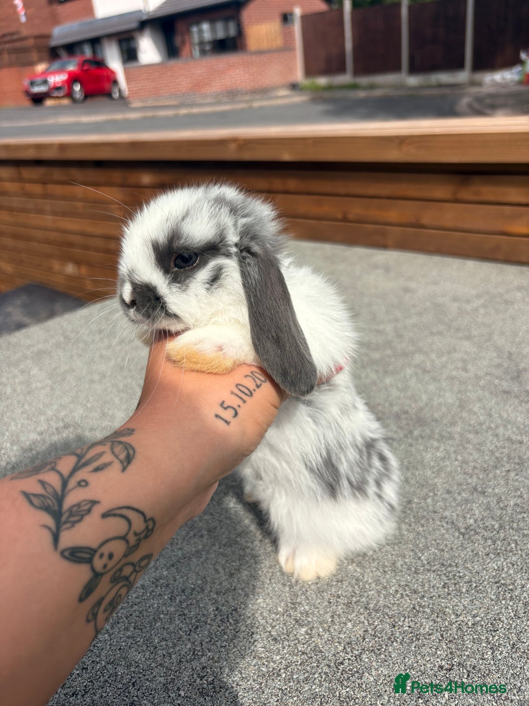 Mini Lop rabbits for sale: Mini Lop baby bunnies  - Image 5