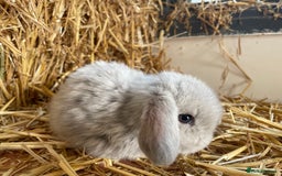 Mini Lop rabbits for sale: Mini lops ready to reserve  - Image 3