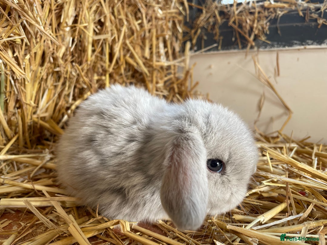 Mini Lop rabbits for sale: Mini lops ready to reserve  - Image 3