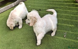 Golden Retriever dogs for sale: Golden Retreiver Puppies  - Image 20