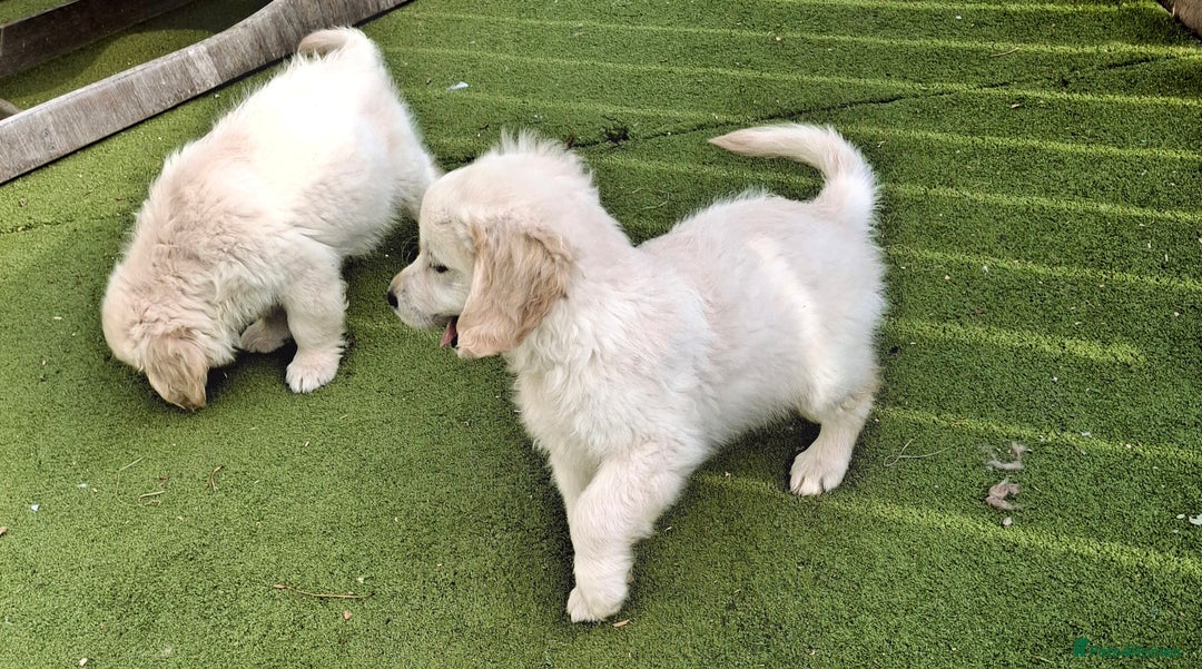 Golden Retriever dogs for sale: Golden Retreiver Puppies  - Image 20